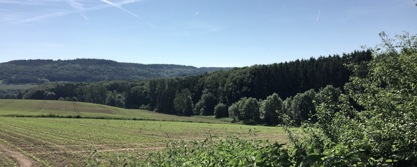 Des champs verts et des forêts denses sous un ciel bleu clair dans le parc naturel de l'Eifel du Sud., © TI Bitburger Land