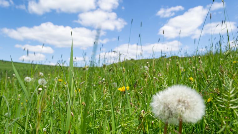 Une prairie verte avec des pissenlits et des herbes hautes sous un ciel bleu avec des nuages blancs.
