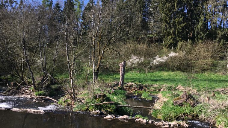 Fluss Nims in Birtlingen mit Bäumen und Wiese im Hintergrund.