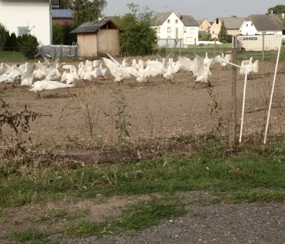 Ganzen
