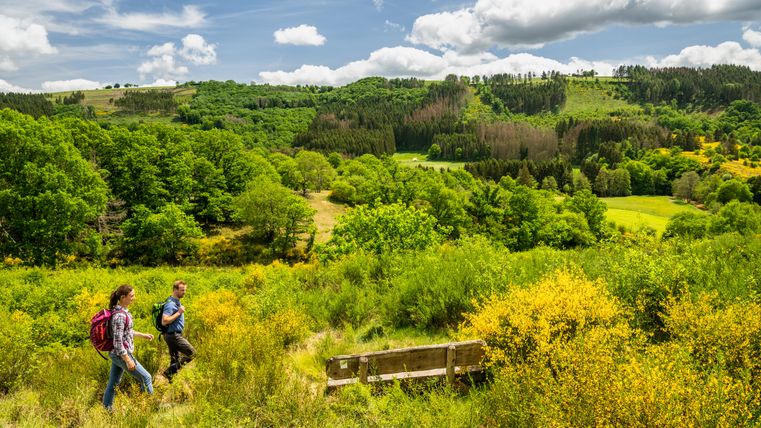 Landscape with yellow broom fields and green trees.