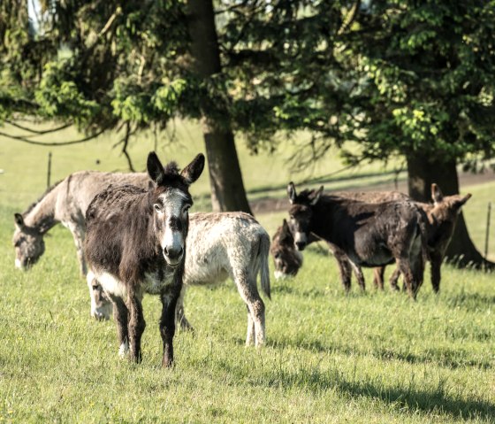 Esel grasen am Weinfelder Maar, © Eifel Tourismus GmbH, D. Ketz