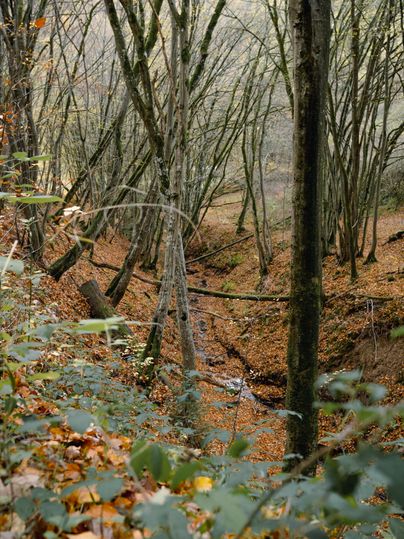 Forêt automnale avec un sol recouvert de feuilles et des arbres dénudés.
