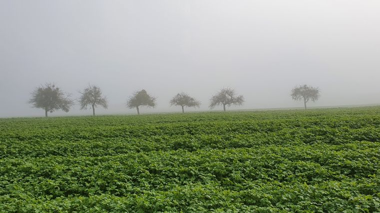 Nebelverhangene Streuobstwiese mit Bäumen im Hintergrund.