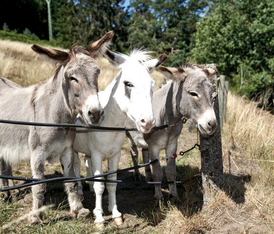 Esel Ferdi, Hugo und Filou, © Foto Nieder Daun