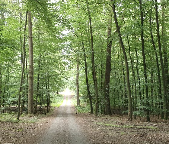A straight forest path leads through a dense, green forest. Tall trees line the path, which disappears into the light in the distance., © TI Bitburger Land - Steffi Wagner