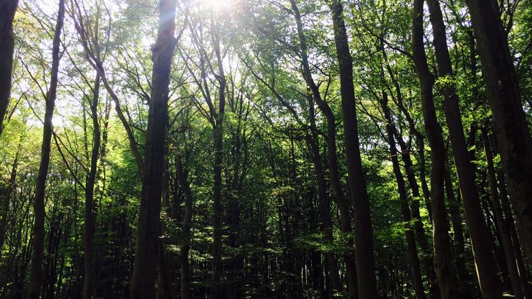 Zonlicht schijnt door de bomen in een dicht bos.