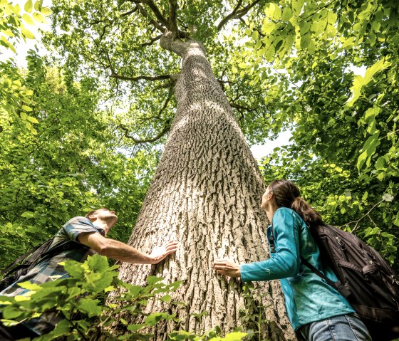 Parc de randonnée naturelle Delux, Nat'Our Route 6, Chêne royal. Le monument naturel est protégé par une clôture en bois - de plus, en cas de vent, il y a un risque de rupture des branches. L'accès direct à l'arbre n'est donc pas possible. Les deux personnes sur cette photo montrent les dimensions du chêne., © Eifel Tourismus, Dominik Ketz