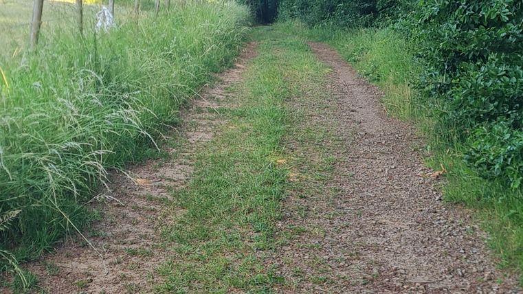 Ein schmaler Weg führt durch eine grüne Landschaft. Hochgewachsene Pflanzen und Bäume säumen beide Seiten des Weges.