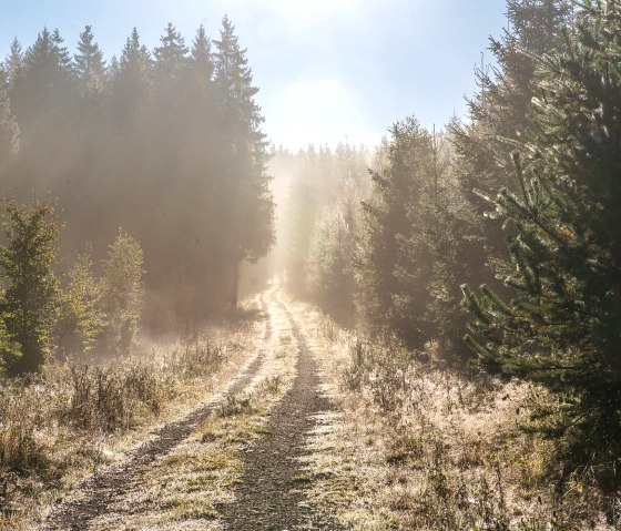 EifelSchleife veenpad, wandelpad door het bos, © Nordeifel Tourismus GmbH, Paul Meixner