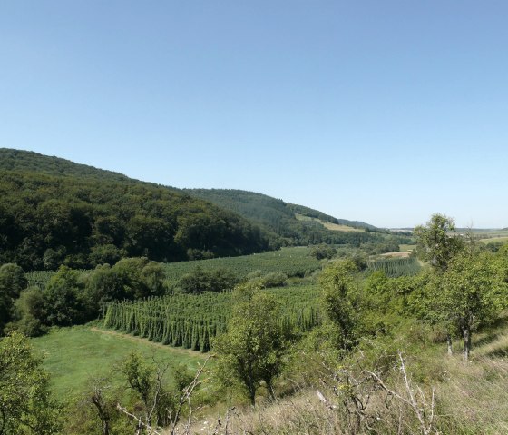 View over the hop fields in the Prüm Valley, © Felsenland Südeifel Tourismus GmbH