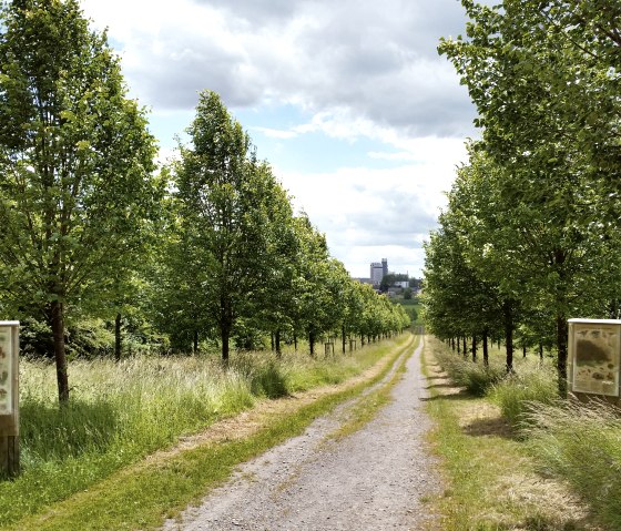 Eine Allee mit Winterlinden und Informationstafeln führt in die Ferne. Der Himmel ist bewölkt, im Hintergrund sind Gebäude zu sehen., © Tourist-Information Bitburger Land