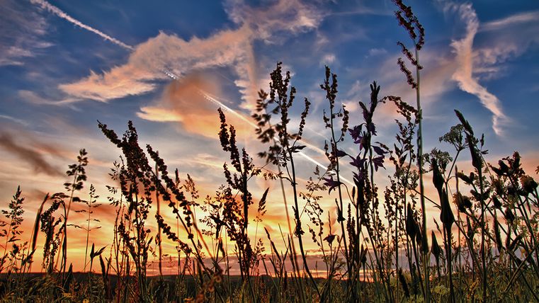 Sonnenuntergang hinter einer Wiese mit hohen Gräsern und Blumen.