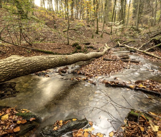Hiking trail 75 - Püngelbach, © Eifel Tourismus GmbH, Dominik Ketz