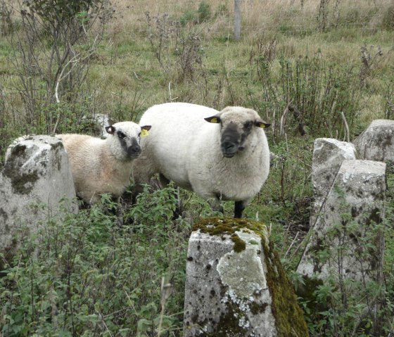 Moutons sur la ligne de bosses, © DLR Eifel