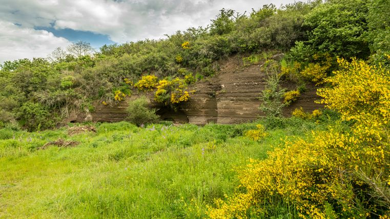 Fleurs de genêt sur le sentier Vulcano près d'Ellscheid devant une paroi rocheuse.