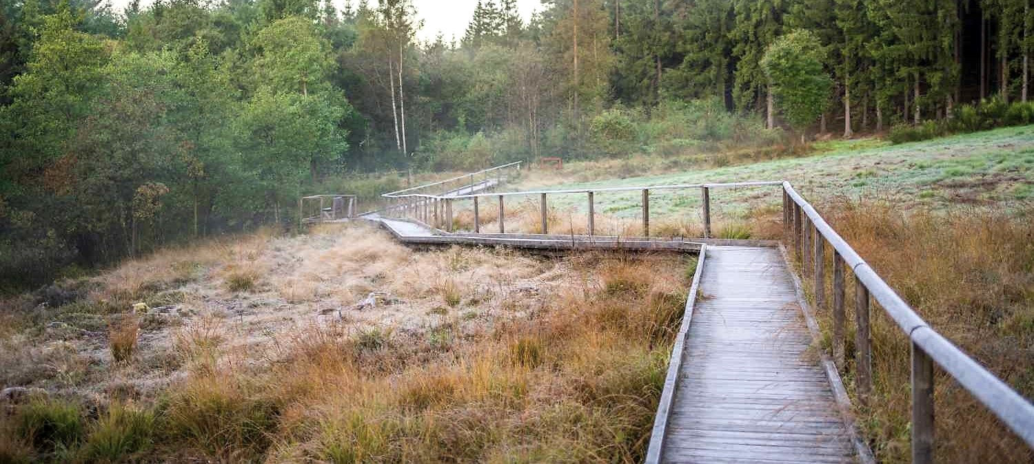 EifelSchleife Moorpfad, passerelle à travers la tourbière, © Nordeifel Tourismus GmbH, Paul Meixner