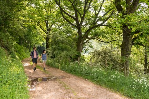 Zwei Wanderer gehen einen schmalen, von Bäumen gesäumten Waldweg entlang. Der Weg ist unbefestigt und von grüner Vegetation gesäumt, das Blätterdach spendet Schatten. Die Szene vermittelt eine ruhige, naturnahe Atmosphäre im Sommer.