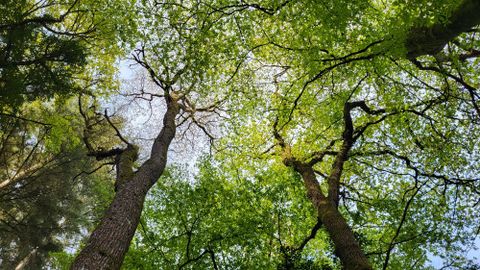 A view from below of tall trees with fresh, green foliage. The sky is partially visible between the branches.