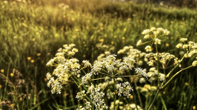 A blooming field with white flowers and green grass. In the background, gentle hills and a golden light mood can be seen.