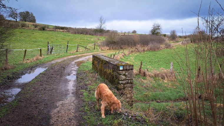 Ein weicher Weg führt durch eine grüne Landschaft mit einem kleinen Brückenstück. Ein Hund schnüffelt neugierig am Boden.