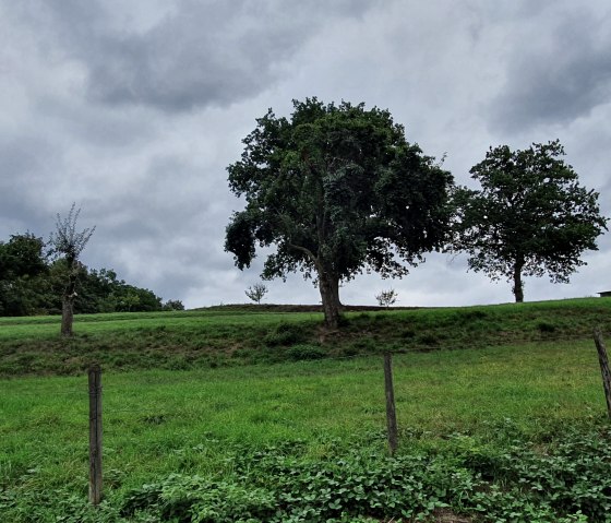 Green meadow with scattered trees and a cloudy sky in the Bitburger LandGang Oberkail., © TI Bitburger Land - Steffi Wagner