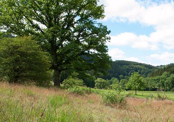 Landschap in de Eifel met bomen en weiden onder een blauwe hemel.