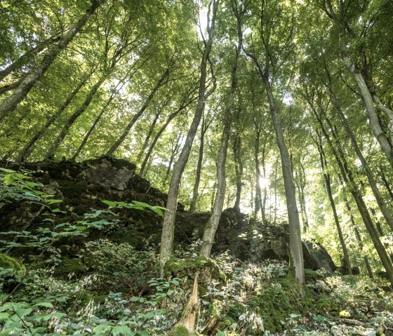 Forest experience on the Schneifel Trail, © Eifel Tourismus GmbH, D. Ketz