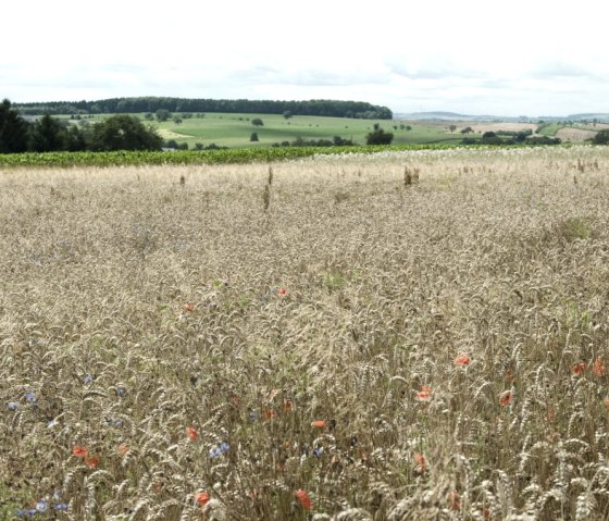View of the landscape near Bruch, © Eifel Tourismus GmbH/S. Jacobs
