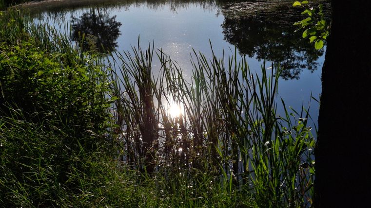 Ein ruhiger Teich mit grünem Schilf und spiegelndem Wasser. Im Hintergrund scheinen Sonnenstrahlen auf die Oberfläche.