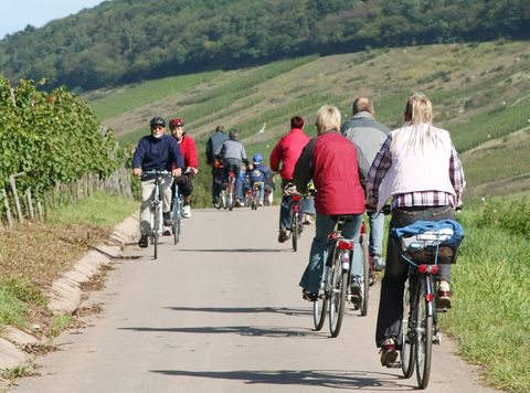 Un groupe de cyclistes roule sur un chemin étroit à travers un paysage pittoresque. En arrière-plan, on peut voir des vignobles et des collines douces.