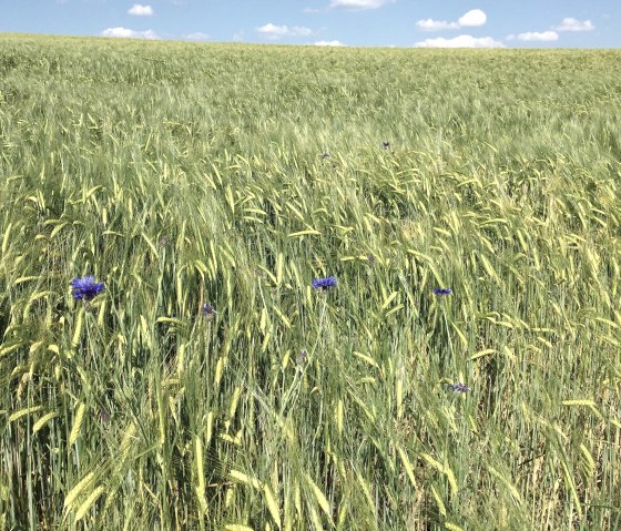 Sommer Kornblumen Getreidefeld