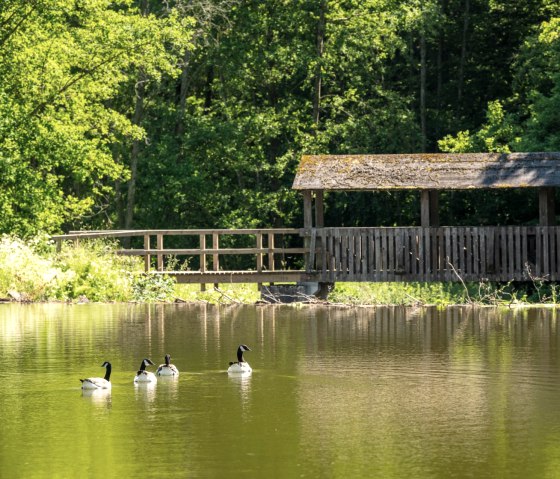 Stuwmeer op de Eifelgoldroute, © Eifel Tourismus GmbH, D. Ketz