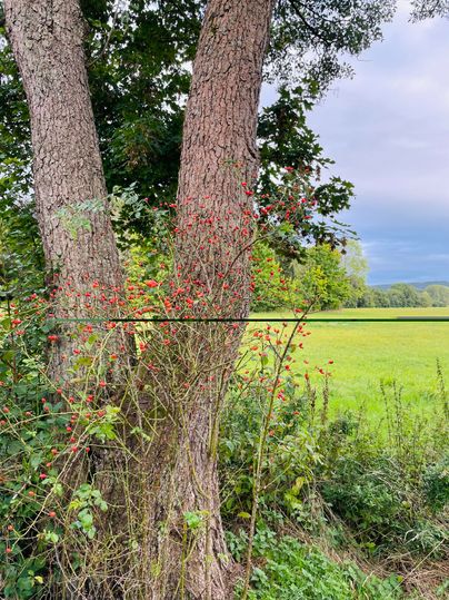 Un aperçu de deux grands arbres avec des baies rouges devant un vaste champ vert. Le ciel est nuageux et le paysage semble calme et naturel.
