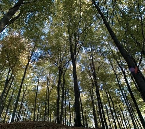Nationaal Park Eifel, © A. Simantke