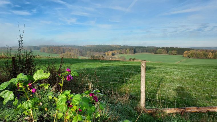 Landschap met groene weiden, bos op de achtergrond en bloeiende planten op de voorgrond.