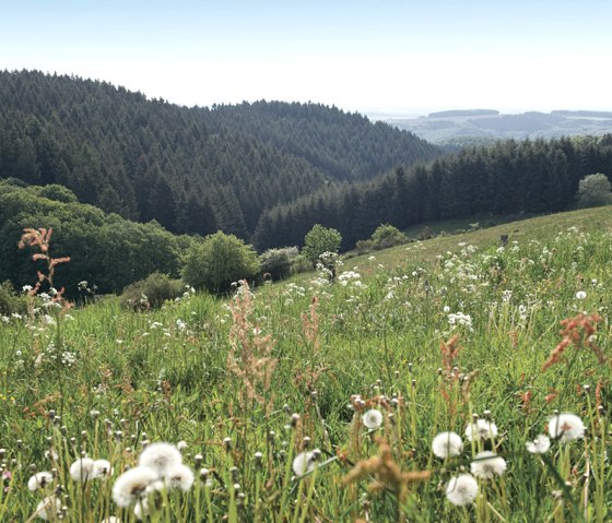 Meadow landscape, Prümtalweg, © Naturpark Südeifel, Pierre Haas