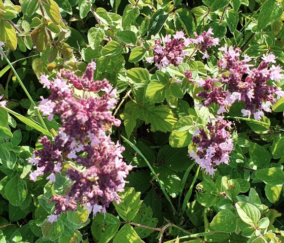 Lila Blüten und grüne Blätter in Nahaufnahme auf der Wacholderroute bei Halsdorf. Die Pflanzen sind dicht gewachsen und leuchten im Sonnenlicht., © TI BItburger Land - Steffi Wagner