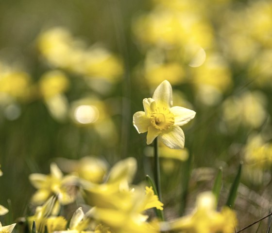 Narzissenwiesen im Perlenbachtal, © Städteregion Aachen, Dominik Ketz