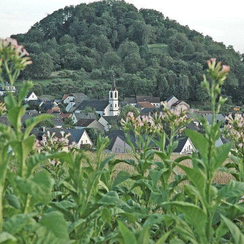 Neuerburg hoofd, © Tourist Information Wittlich Stadt & Land