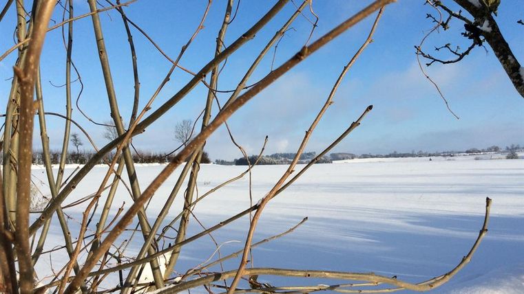 Eine verschneite Landschaft mit kahlen Ästen und klarem, blauem Himmel. Im Hintergrund sind sanfte Hügel und freies Feld sichtbar.