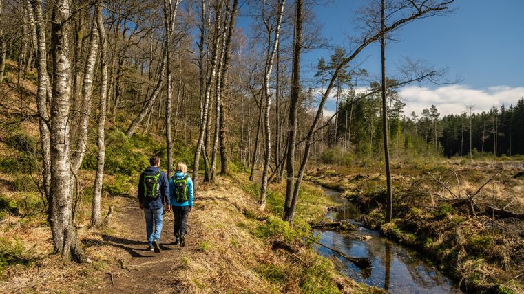 Deux randonneurs marchent le long d'un sentier étroit dans la forêt. À côté du chemin, un ruisseau calme coule, entouré de prairies verdoyantes et d'arbres.