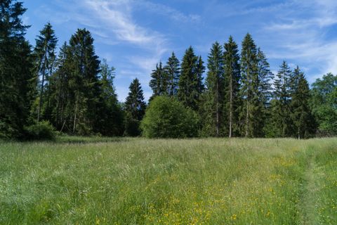 Wiese mit gelben Blumen und hohen Bäumen im Hintergrund unter blauem Himmel.