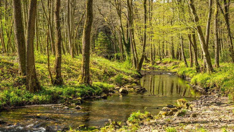 A quiet brook flows through a green forest. The trees are freshly leafed, and the sun shines through the leaves.