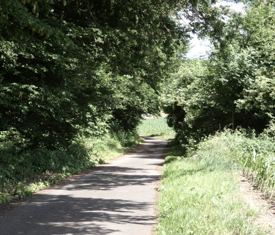 Ein schmaler Radweg schlängelt sich durch dichtes, grünes Laub im Kallenbachtal. Die Sonne wirft Schatten auf den Weg., © Tourist-Information Bitburger Land, Melanie Salzburger