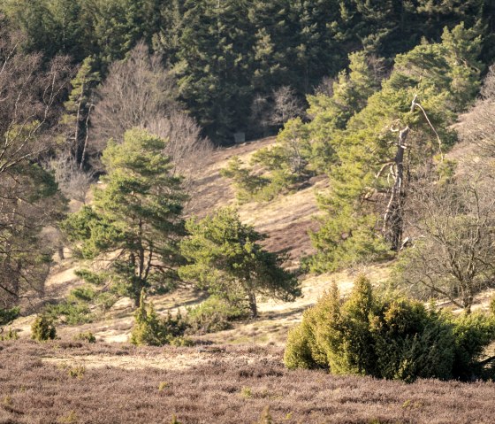Heath and juniper with a view of the Eifel and junipers on the Bergheidenweg dream trail, © Eifel Tourismus GmbH, D. Ketz