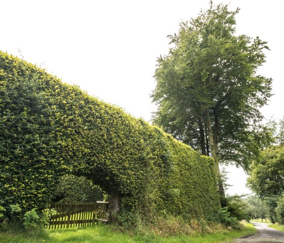 Eifel-Höhen-Route : Haies de hêtres près de Monschau-Kalterherberg, © vennbahn.eu