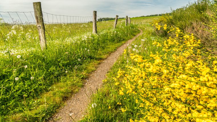Ein schmaler Pfad führt durch eine grüne Wiese mit blühendem gelbem Ginster und Pusteblumen, neben einem Holzzaun unter blauem Himmel.