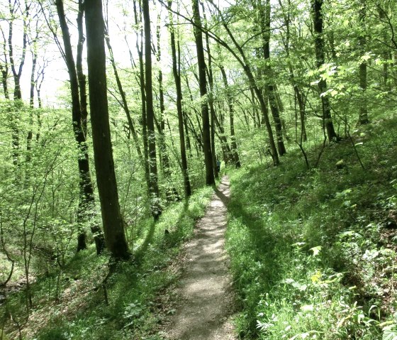 Randonnée à travers la forêt sur le sentier des châteaux forts de Manderscheid, © Eifel Tourismus GmbH