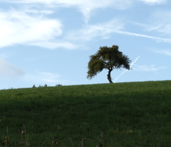 Solitaire d'arbres fruitiers près de Mettendorf, © Felsenland Südeifel Tourismus GmbH, Christian Calonec-Rauchfuss